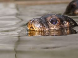 Grey seal pup. Nikon D70 135mm lens by Grant Kennedy 